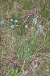 Prairie blue-eyed grass
